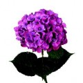 Hydrangea Tinted - Purple